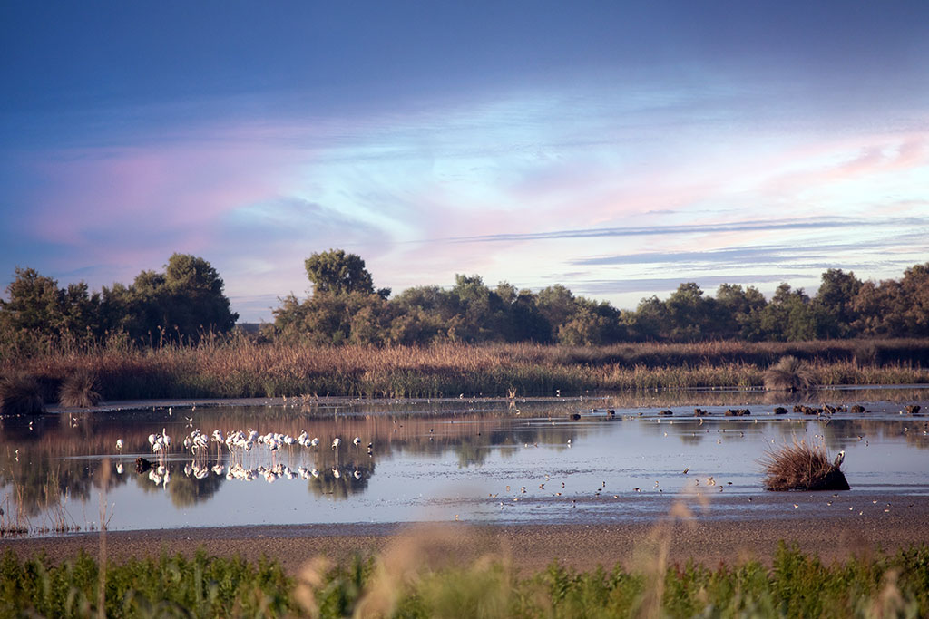 Coria del Río aprueba su plan de biodiversidad y se posiciona como referente climático en el entorno del Guadalquivir